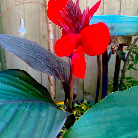 Meet your Posher, Amber - Picture 6 of 7